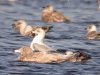 Glaucous Gull at Paglesham Lagoon (Steve Arlow) (61532 bytes)